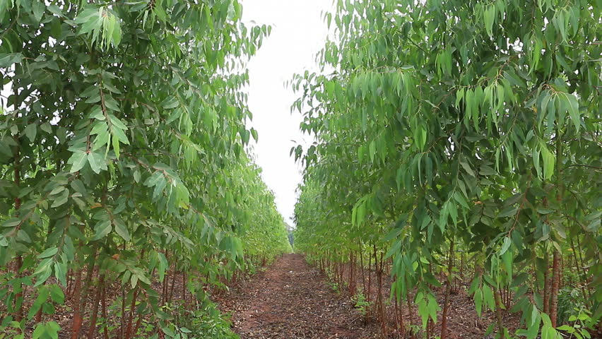 Jammulapalem Agriculture Jammulapalem Agriculture