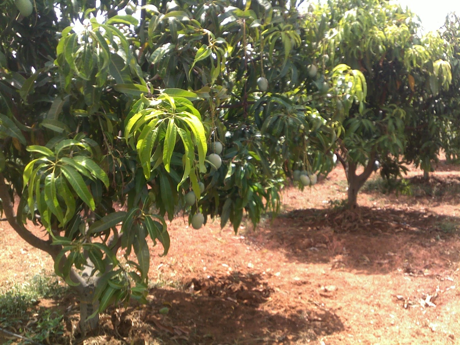 Jammulapalem Agriculture